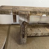 Established in old wood