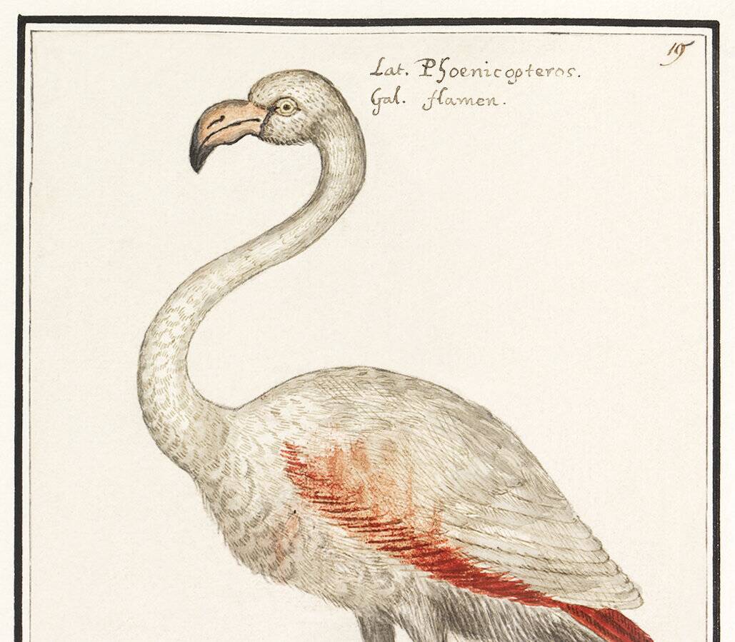 Small poster about the pink flamingo, after an old engraving from 1610.