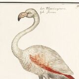 Small poster about the pink flamingo, after an old engraving from 1610.