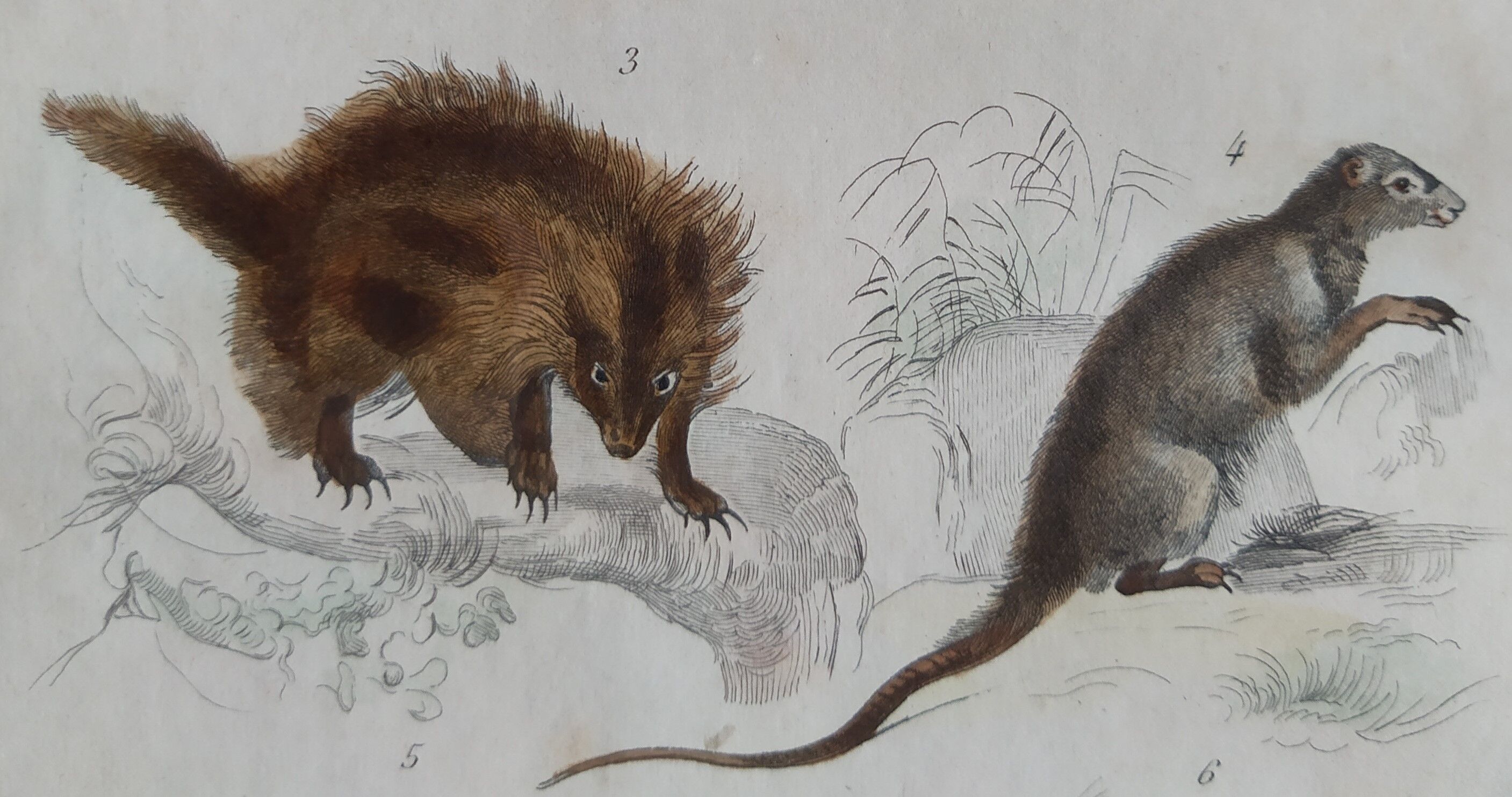 Original zoological plate "porcupine, Malaca porcupine, coendou,... - Buffon 1838