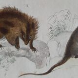 Original zoological plate " porcupine, porcupine of malaca, coendou,... - buffon 1838