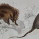 Original zoological plate "porcupine, Malaca porcupine, coendou,... - Buffon 1838