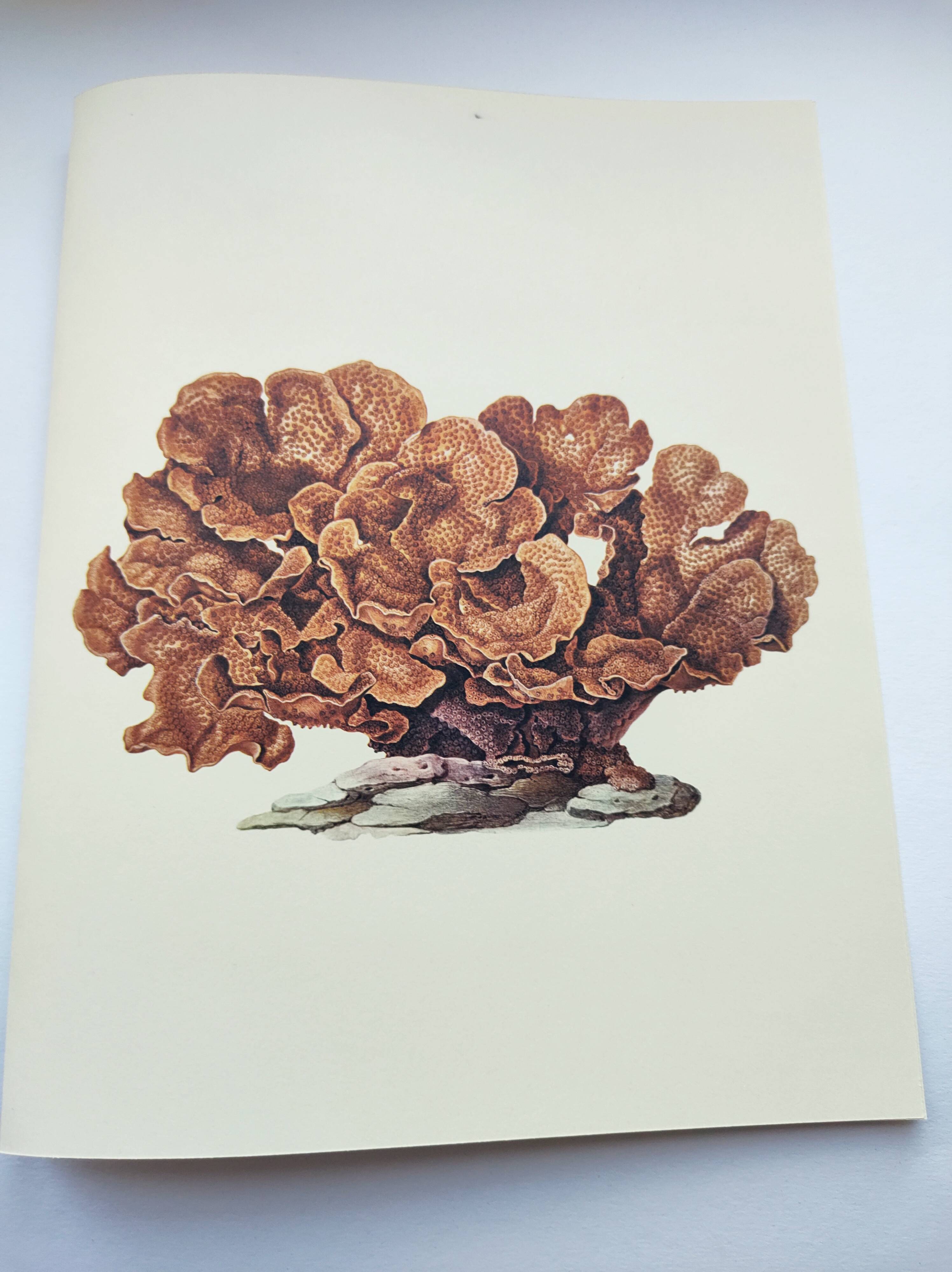 Old board -Échinopore- Vintage illustration from 1970 - Ocean coral