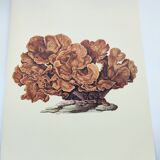 Planche ancienne -Échinopore- Illustration  vintage de 1970 - corail d' Océan
