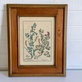 Framed botanical board