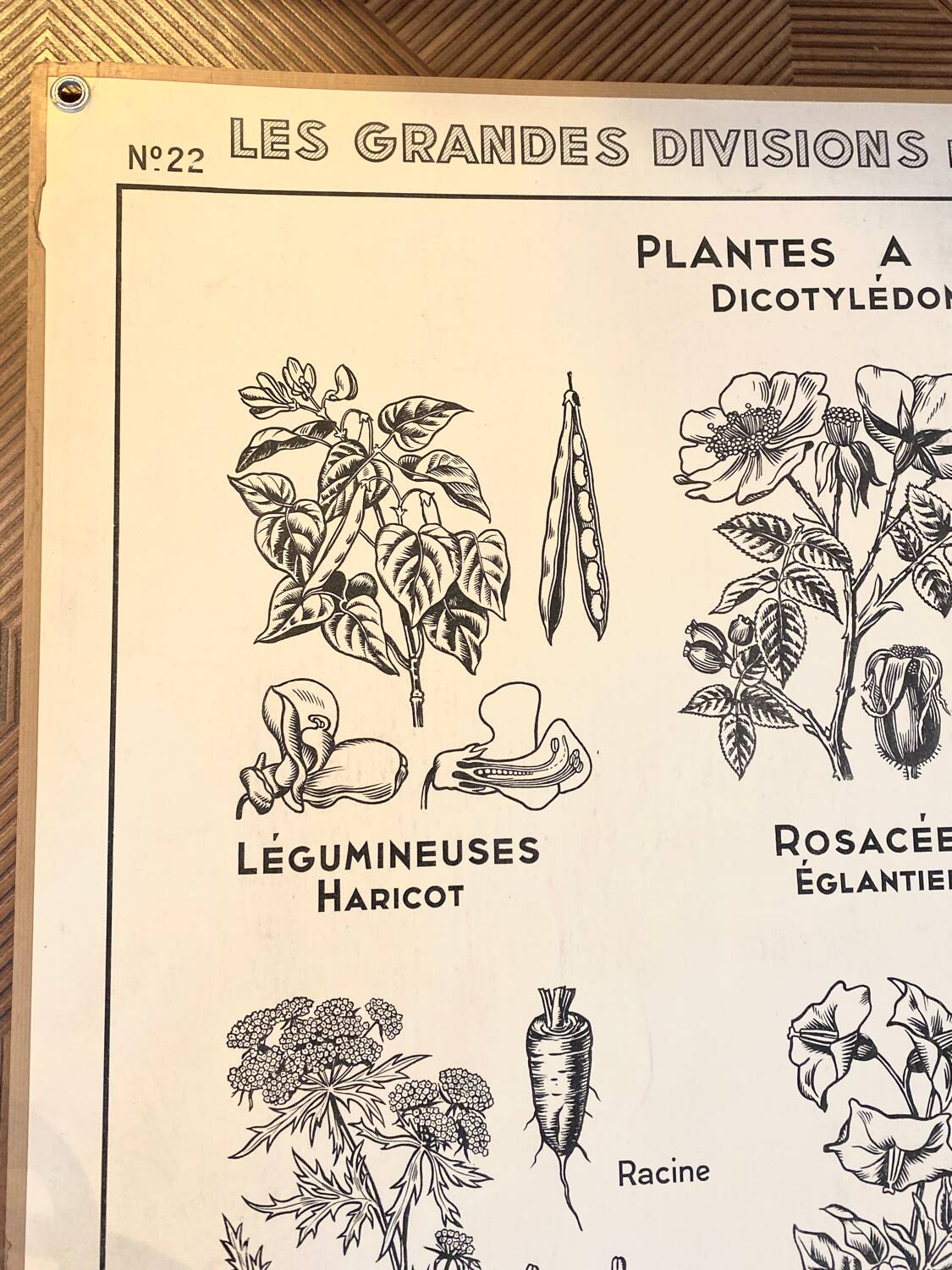 Old school poster vintage botanical poster