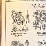 Affiche scolaire ancienne affiche botanique vintage
