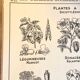 Old school poster vintage botanical poster