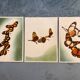 Butterflies poster Artis Historia 1950