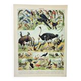 Old engraving 1898, Birds 2: species, raptors • Lithograph, Original plate