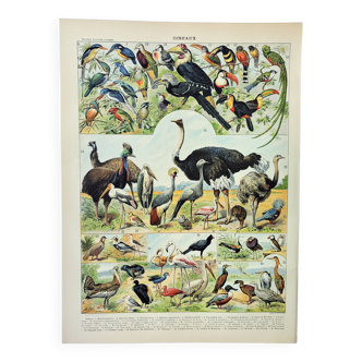 Old engraving 1898, Birds 2: species, raptors • Lithograph, Original plate
