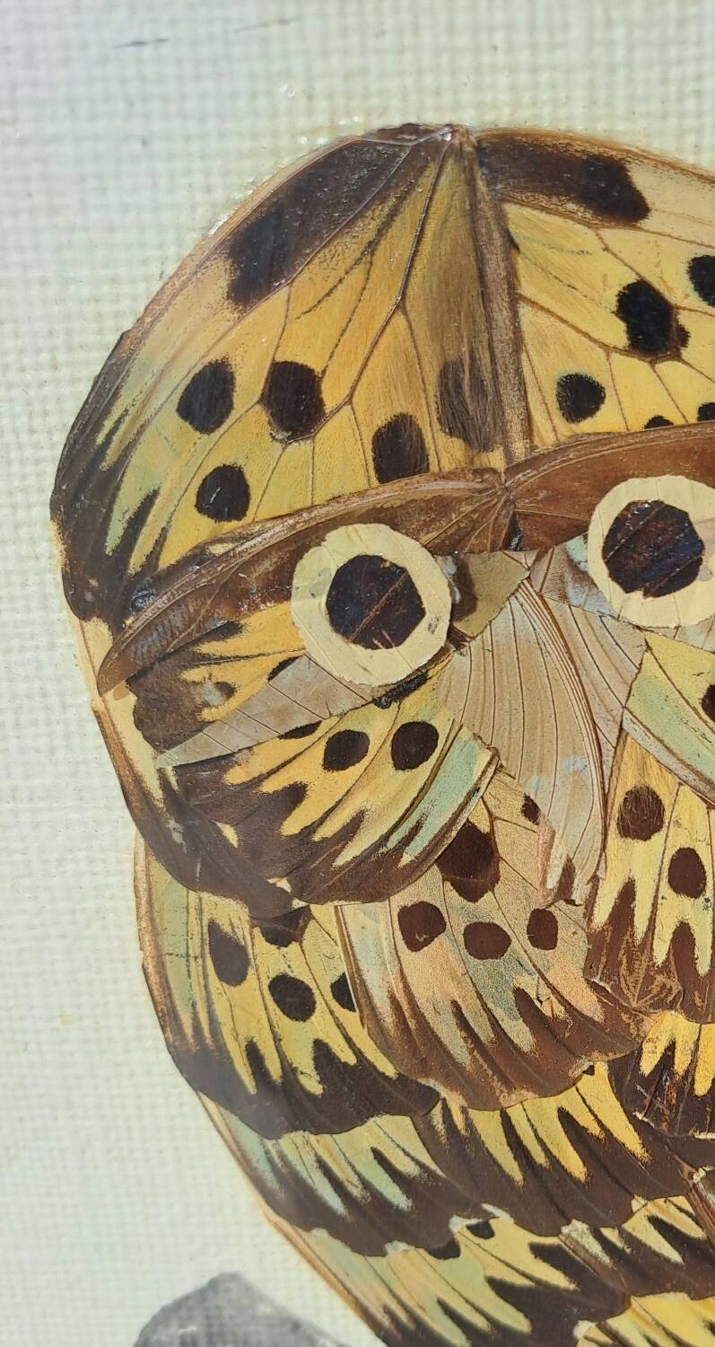 Framed tableau under glass, owl with butterfly wings.