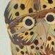 Framed tableau under glass, owl with butterfly wings.