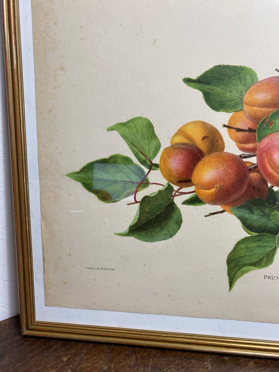 Affiche botanique, Prunus Armeniaca