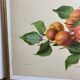 Affiche botanique, Prunus Armeniaca