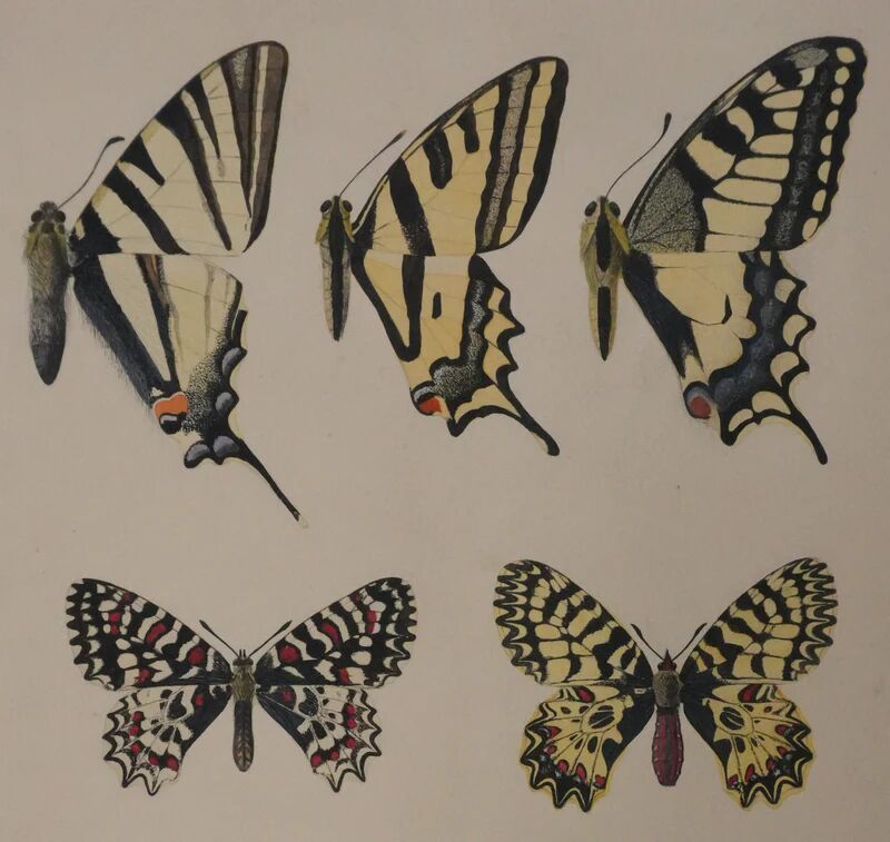 Roger metaye: yellow, black and white butterflies, original signed watercolour.