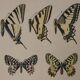 Roger metaye: yellow, black and white butterflies, original signed watercolour.