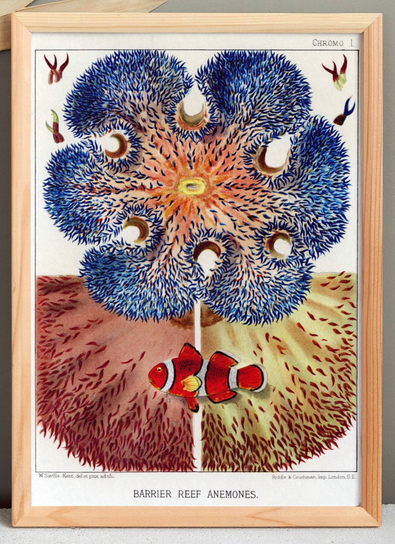 Affiche sur "Anémones des récifs coralliens", 1893