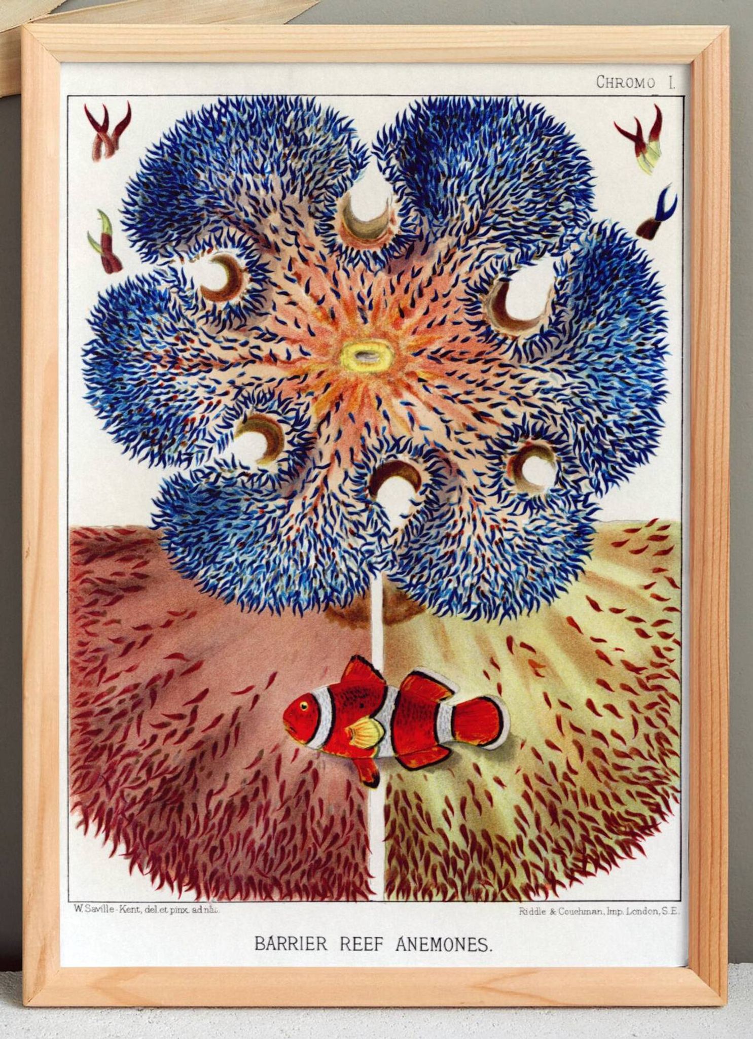 Poster for "Coral Reef Anemones", 1893