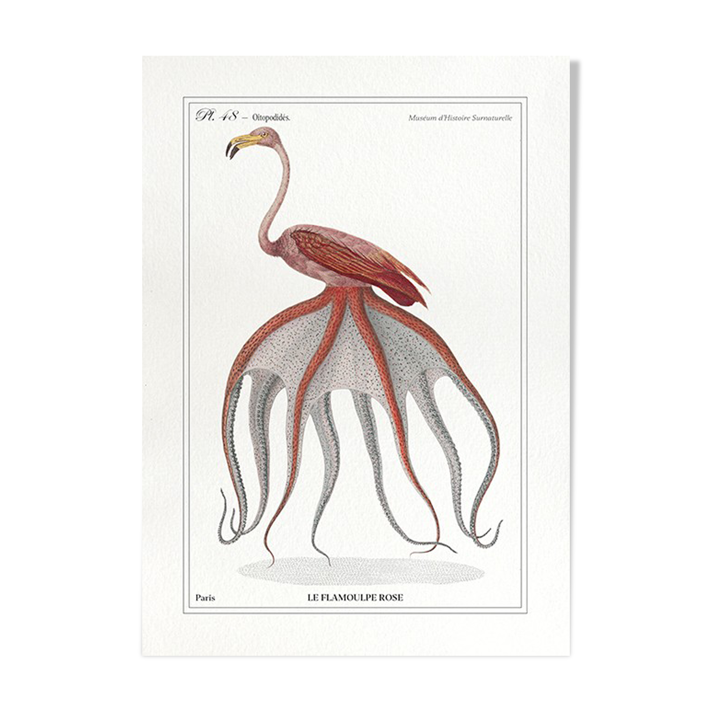 Chimera lithograph animal engraving - the pink flamoulpe