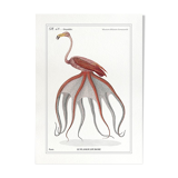 Chimera lithograph animal engraving - the pink flamoulpe