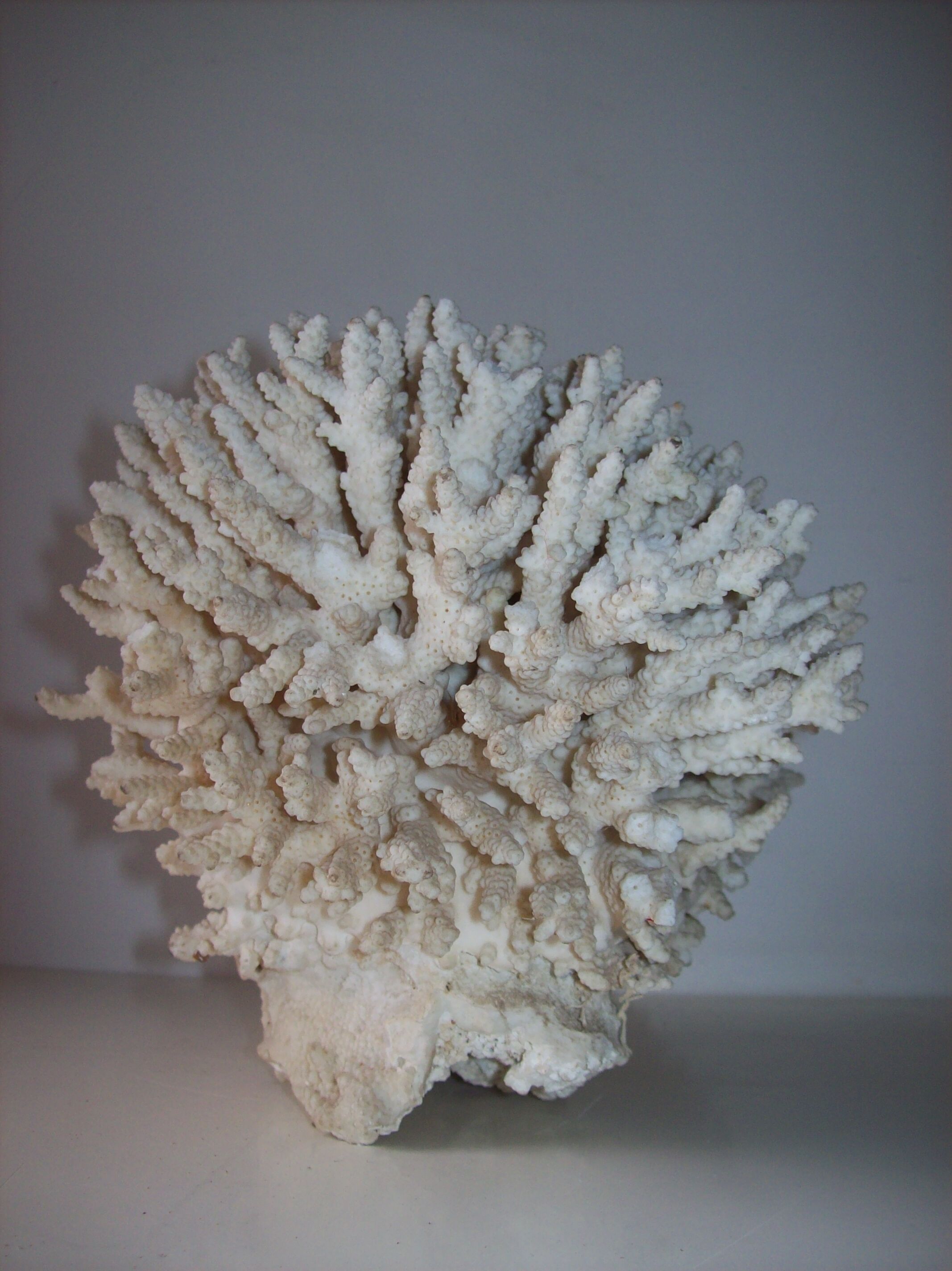Coral