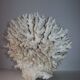 Corail