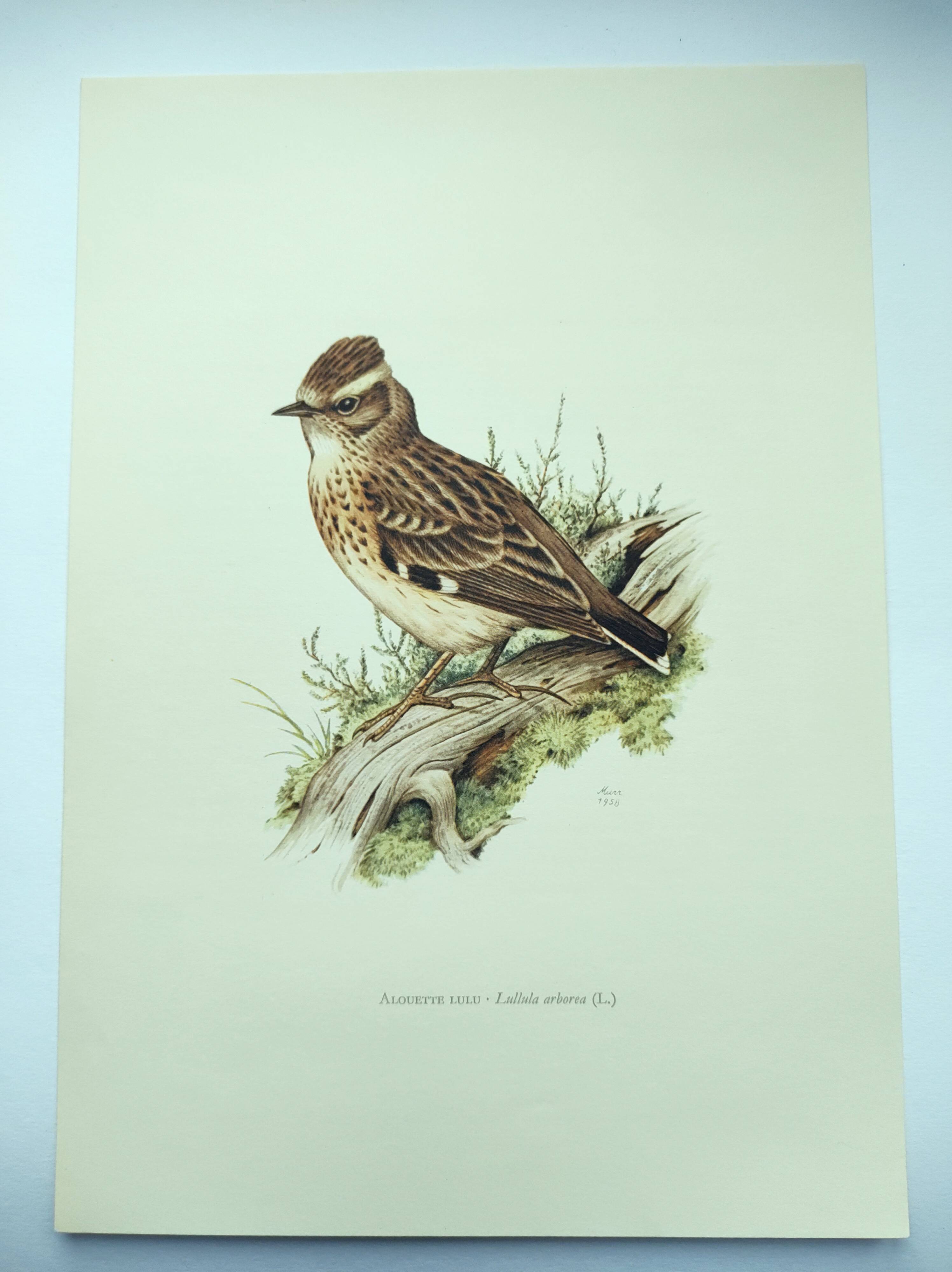 Old vintage bird board from the 60s 🐦 Alouette Lulu 🦜 Ornithological illustration