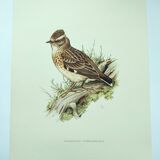 Old vintage bird board from the 60s 🐦 Alouette Lulu 🦜 Ornithological illustration