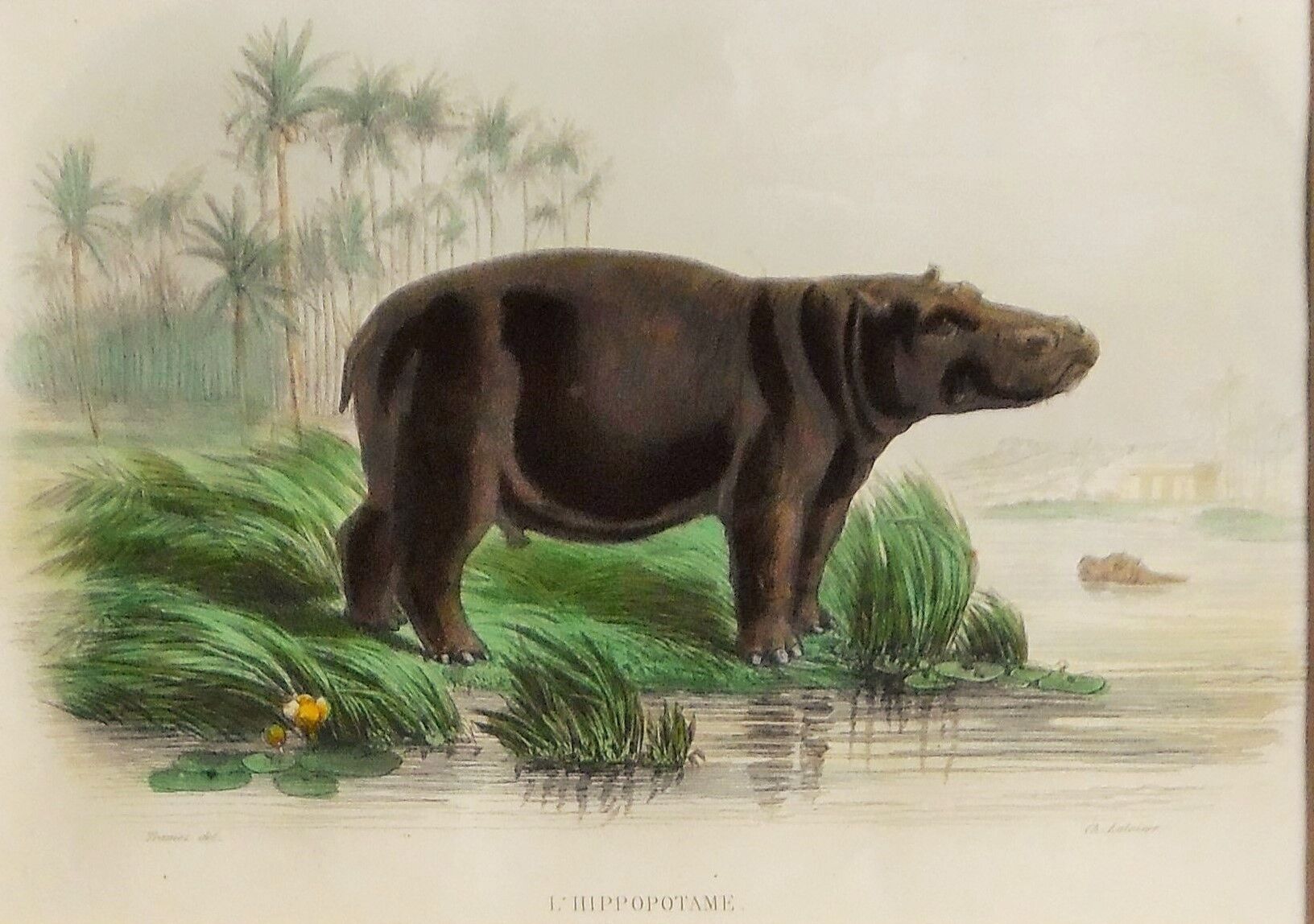Zoological plank "hippopotamus"