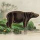 Zoological plank "hippopotamus"