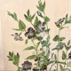 Framed encyclopedia botanical plate