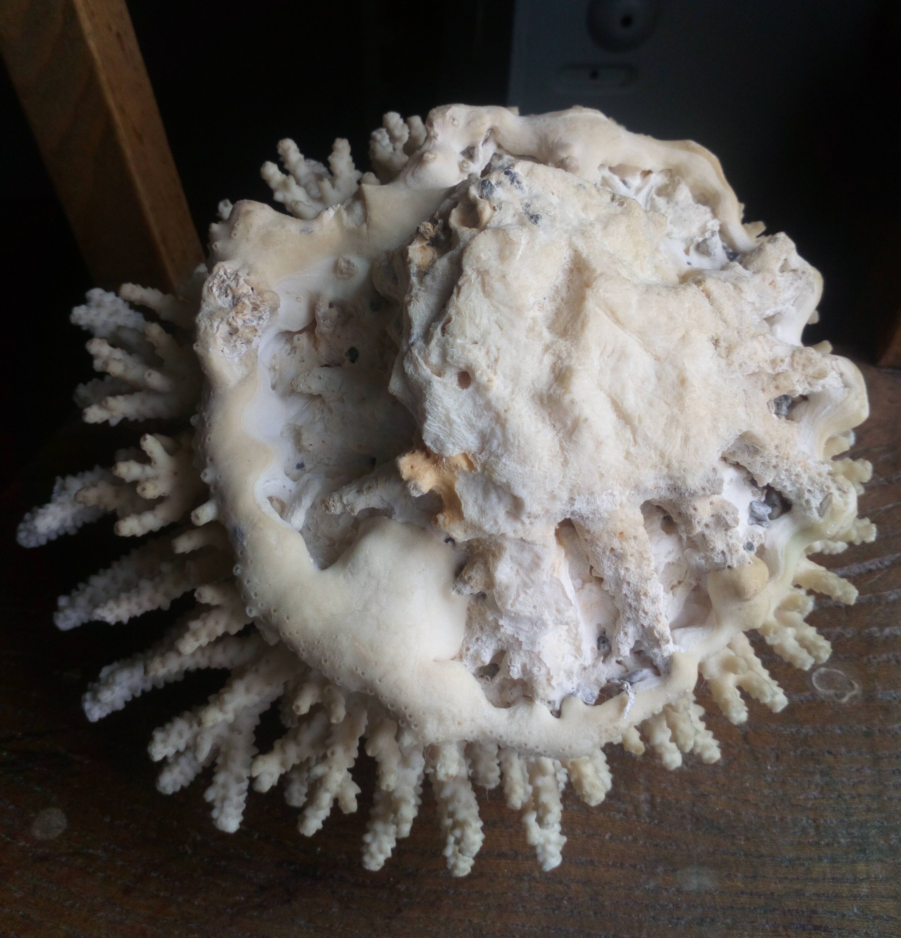 Ancient white coral bouquet