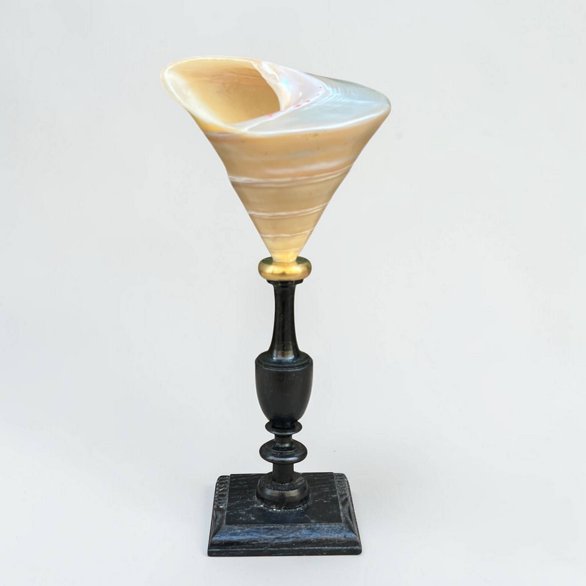 Ancient Troca Trochus shell in mother-of-pearl on a wooden base curiosities
