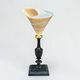 Ancient Troca Trochus shell in mother-of-pearl on a wooden base curiosities