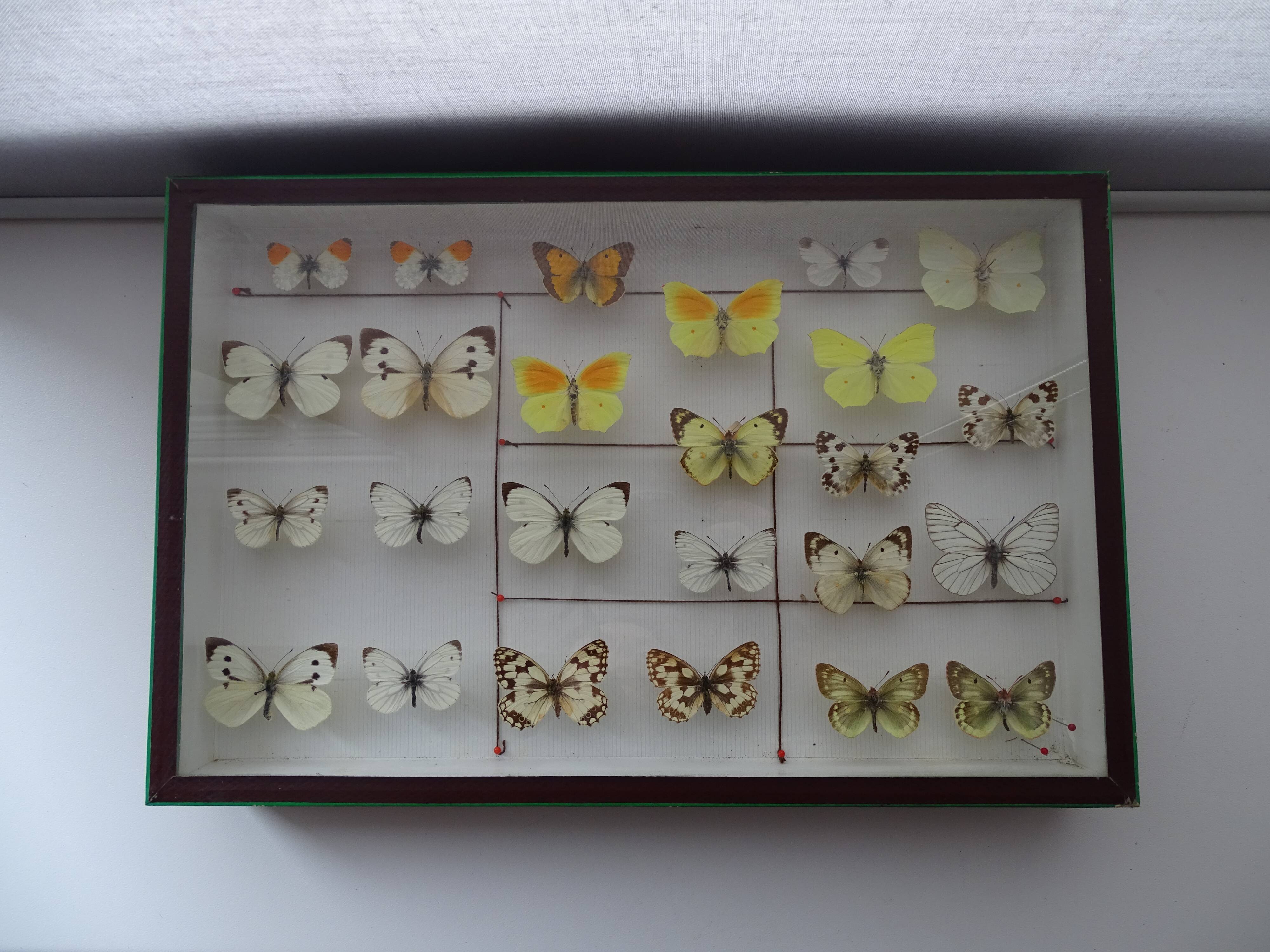 25 ancient stuffed butterflies under frame era 1930