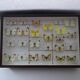 25 ancient stuffed butterflies under frame era 1930