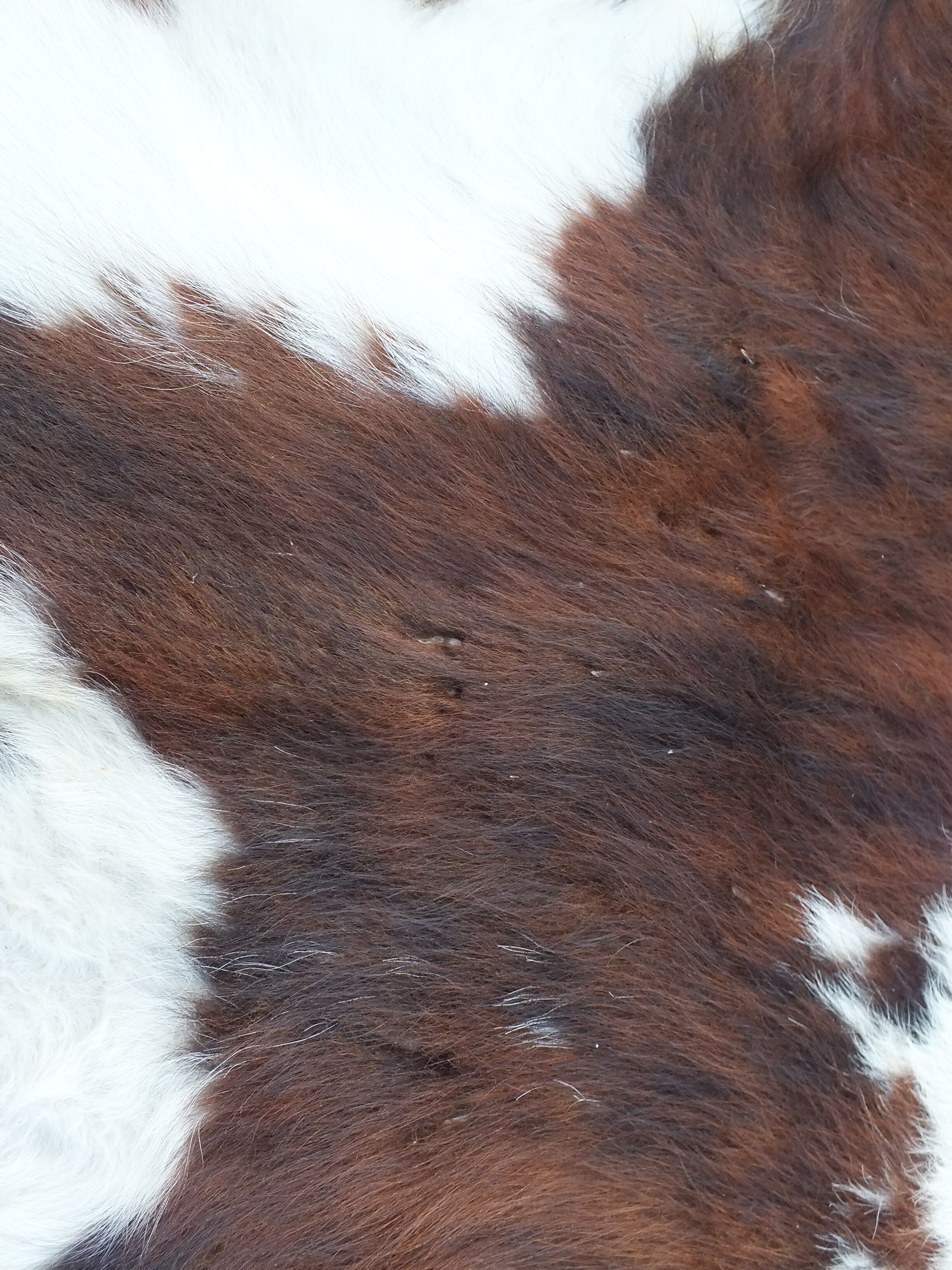 Old large vintage Norman cowhide carpet - Space age 1970