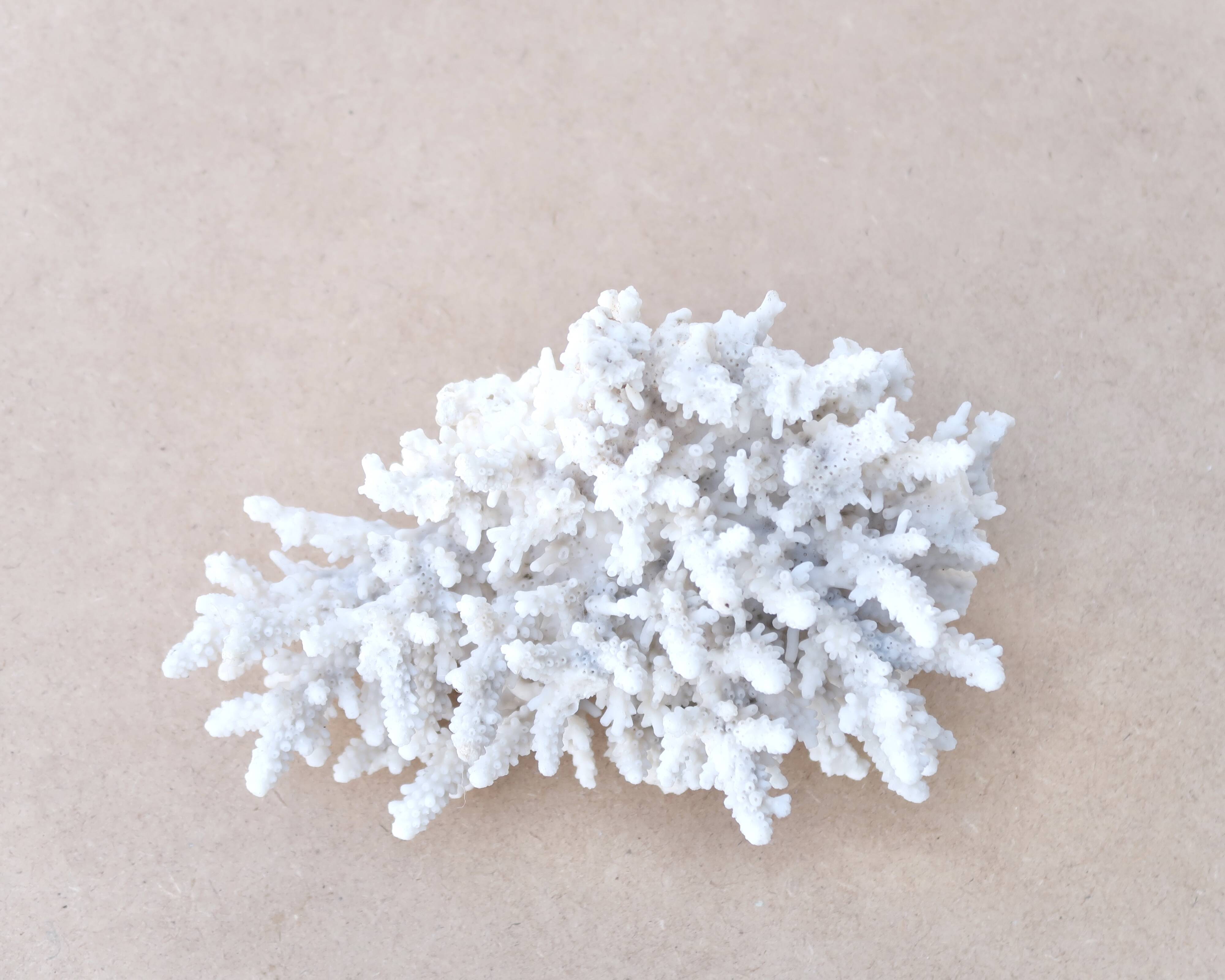 Natural white coral cabinet of curiosities, 1970s