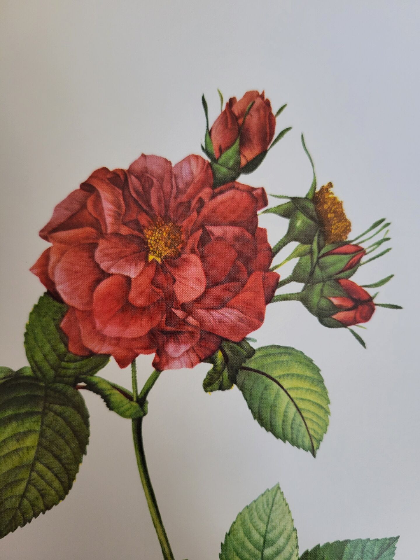 Botanical plate of Frankfurt Rose, P.J. Redouté 1960