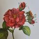 Botanical plate of Frankfurt Rose, P.J. Redouté 1960