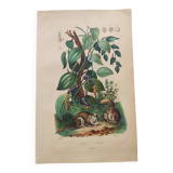 Old engraving from 1839 - Pepper tree - Manually coloured lithograph