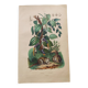 Old engraving from 1839 - Pepper tree - Manually coloured lithograph