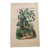 Gravure ancienne de 1839 - Poivrier- Lithographie colorée manuellement