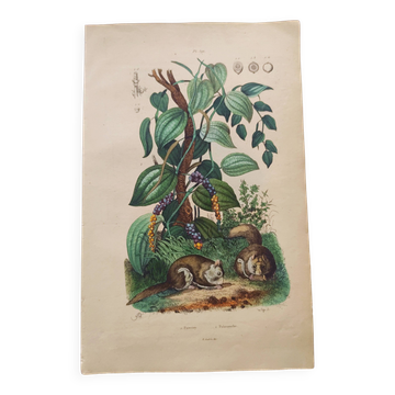Old engraving from 1839 - Pepper tree - Manually coloured lithograph