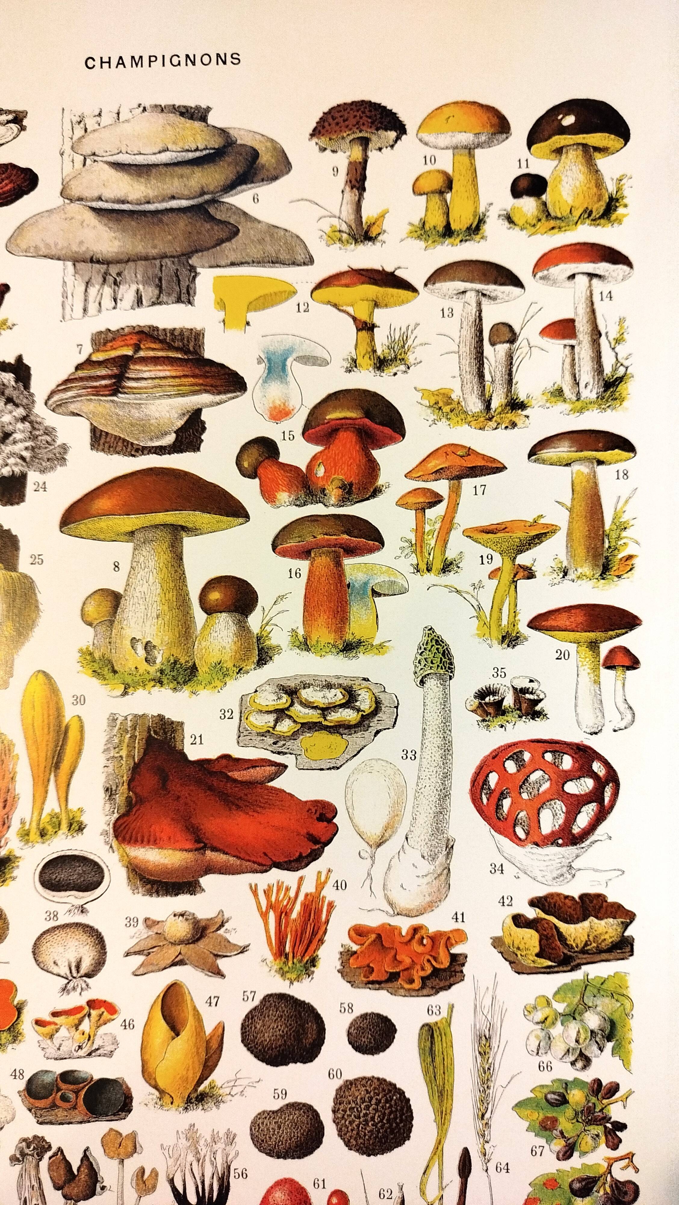Poster on mushrooms "ceps", from a lithograph from 1928