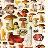 Poster on mushrooms "ceps", from a lithograph from 1928