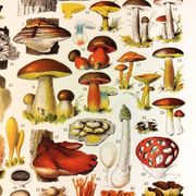 Poster on mushrooms "ceps", from a lithograph from 1928