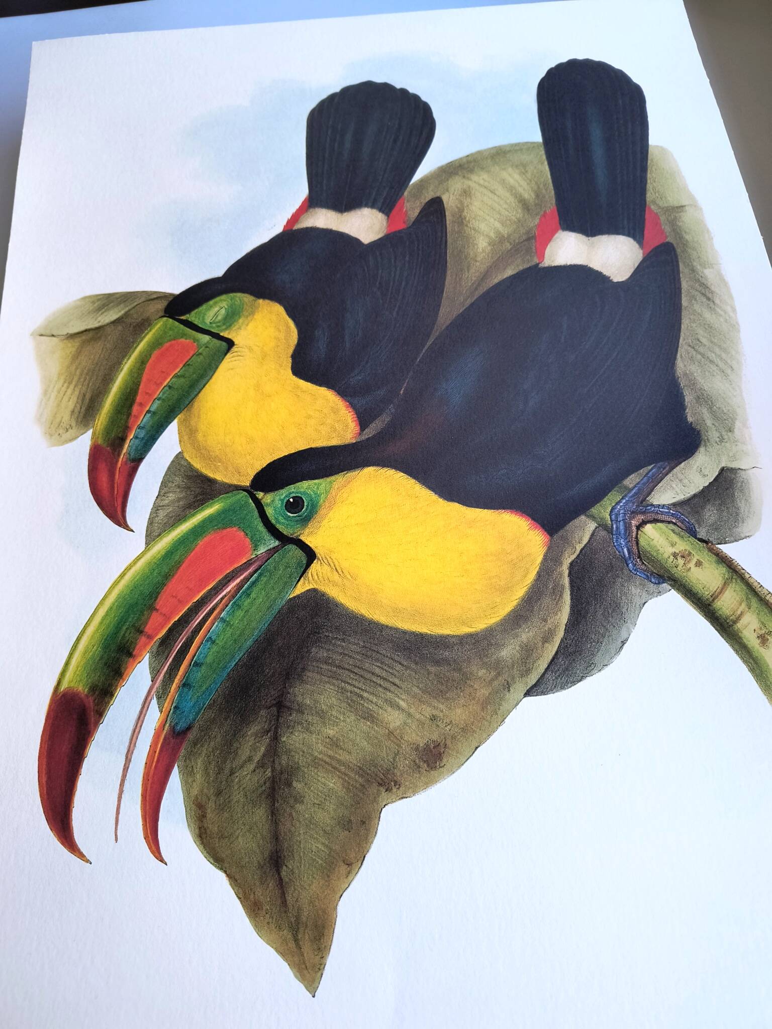 Vintage illustration. Keel-billed Toucan by J. Gould – 33x49cm. Bird print