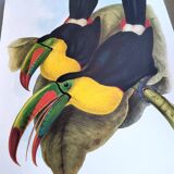 Vintage illustration. Keel-billed Toucan by J. Gould – 33x49cm. Bird print